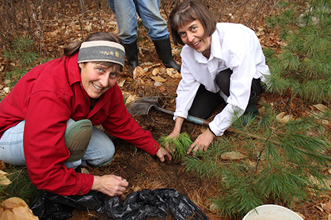 Planting-trees-2013 - Madonna House Apostolate