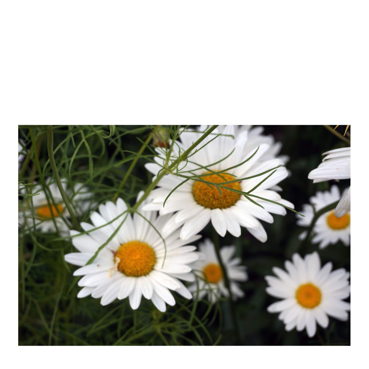 Let There Be Daisies <p>by Fr. Eddie Doherty<p>