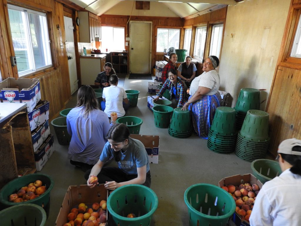 madonna-house-guests-farm-apples