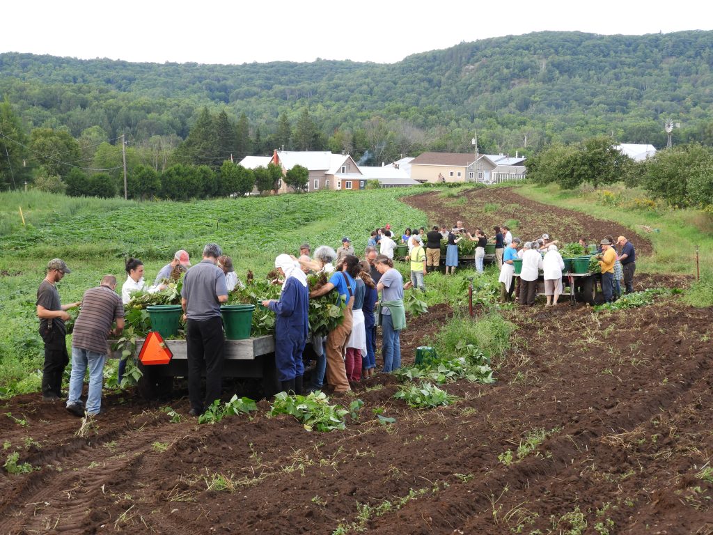 madonna-house-guests-work-farm