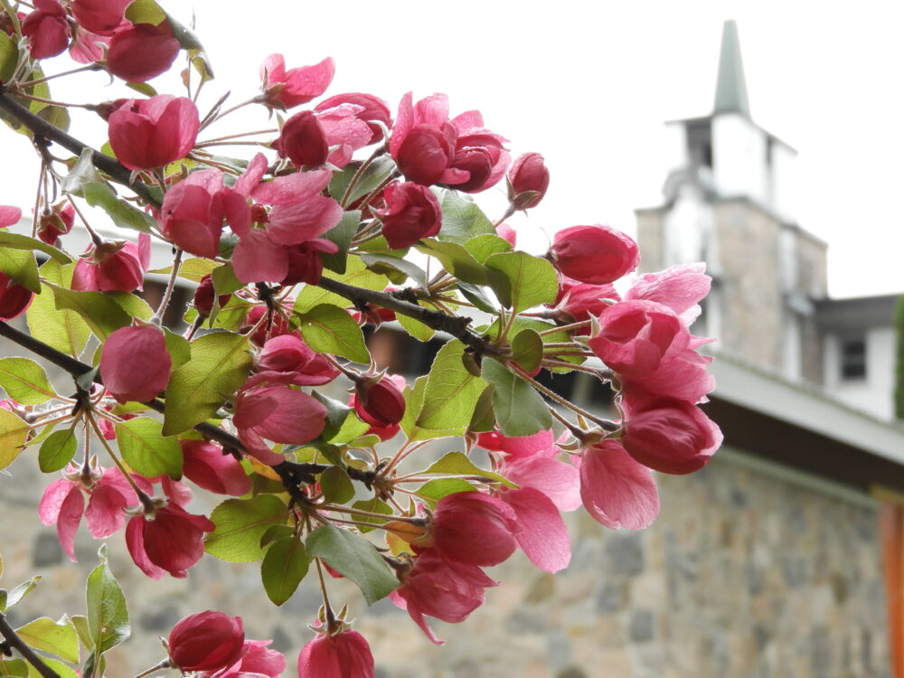 Finding Joy in Our Times <p>by Fr. Michael Shields </p>
