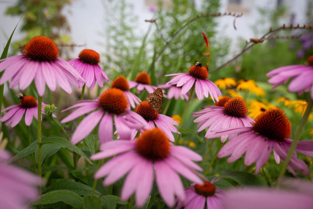 Christian Recreation and Cultivating Beauty <p>by Catherine Doherty </p>