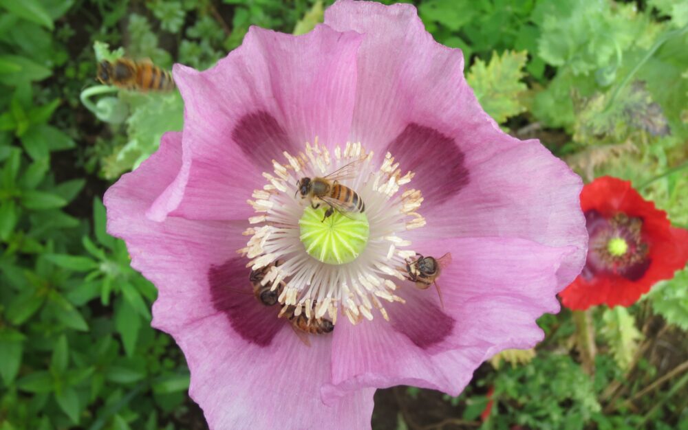 Beekeeping Requires Love & Prayer <p>by Catherine Doherty </p>